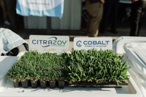 sample of turfgrass CitraZoy and Cobalt