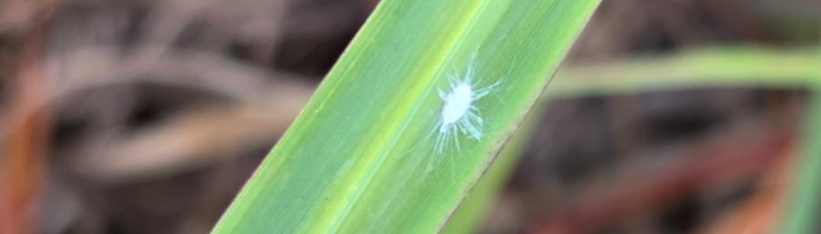 Adult pasture mealybug on leaf blade