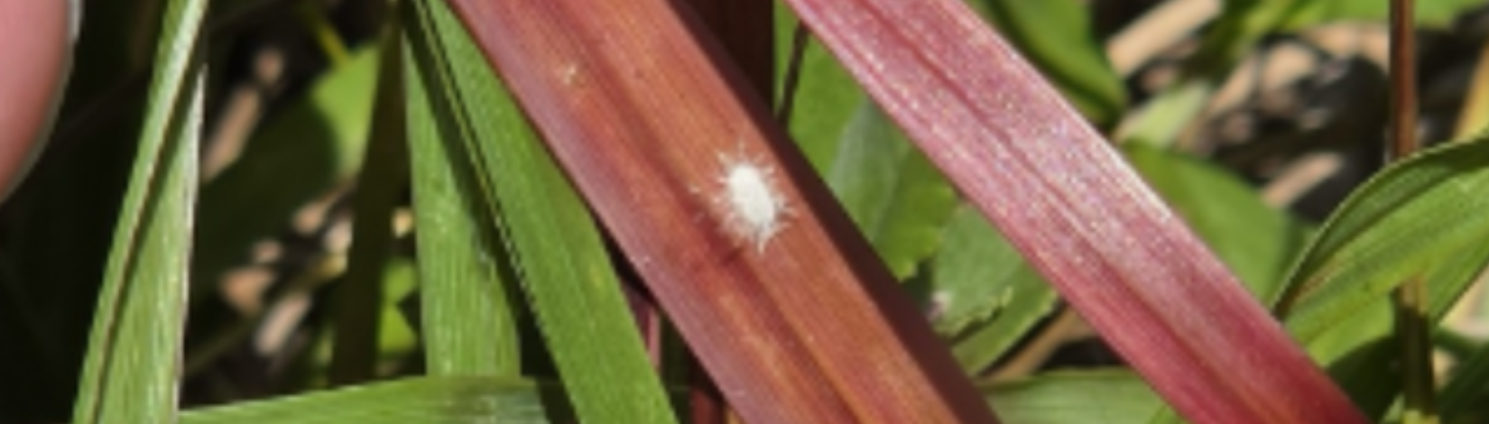 Adult pasture mealybug on leaf blade