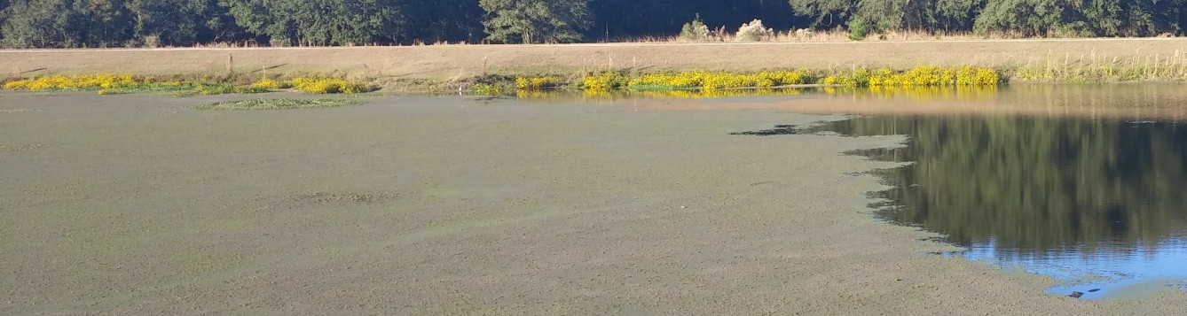 Aquatic Weed Control Short Course - University of Florida, Institute of  Food and Agricultural Sciences - UF/IFAS