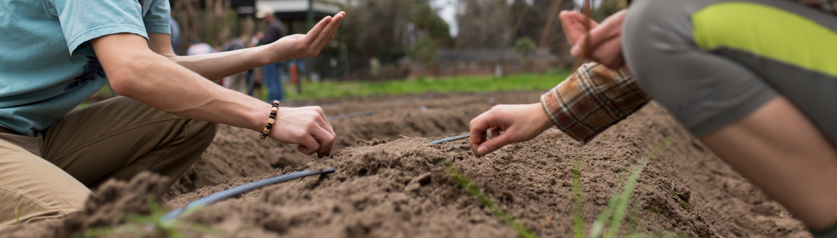 Hands of two people planting seeds in raised soil beds with drip irrigation tubing in a farm field.