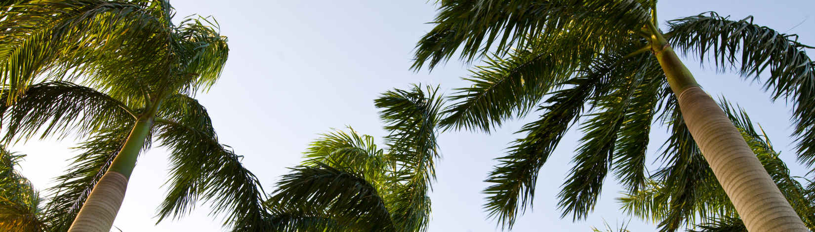 Tops of palms with a sky background