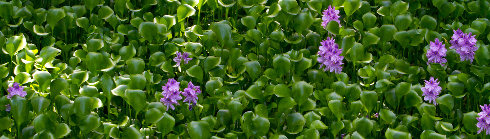 Green aquatic plant with purple flowers