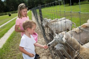 Children feed sheep.