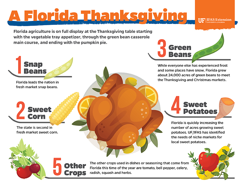 Graphic: A Florida Thanksgiving. Holiday foods grown in Florida include snap beans, sweet corn, green beans, sweet potatoes, tomato, bell pepper, celery, radish, squash and herbs.