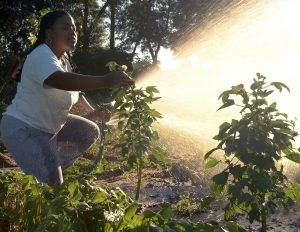 Woman watering her vegetable garden