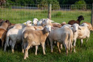 Group of rams in a pasture