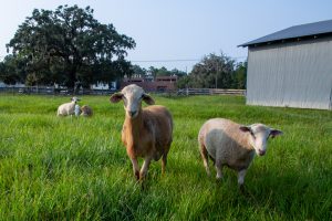 close up of two rams in pasture