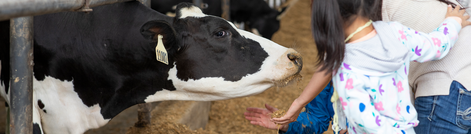 Family Feeding Cow