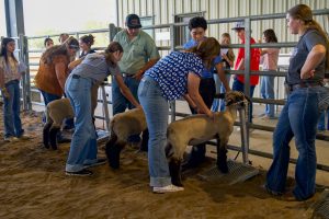 Youth surrounding lambs and feeling their backs for judging