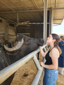 girl petting water buffalo