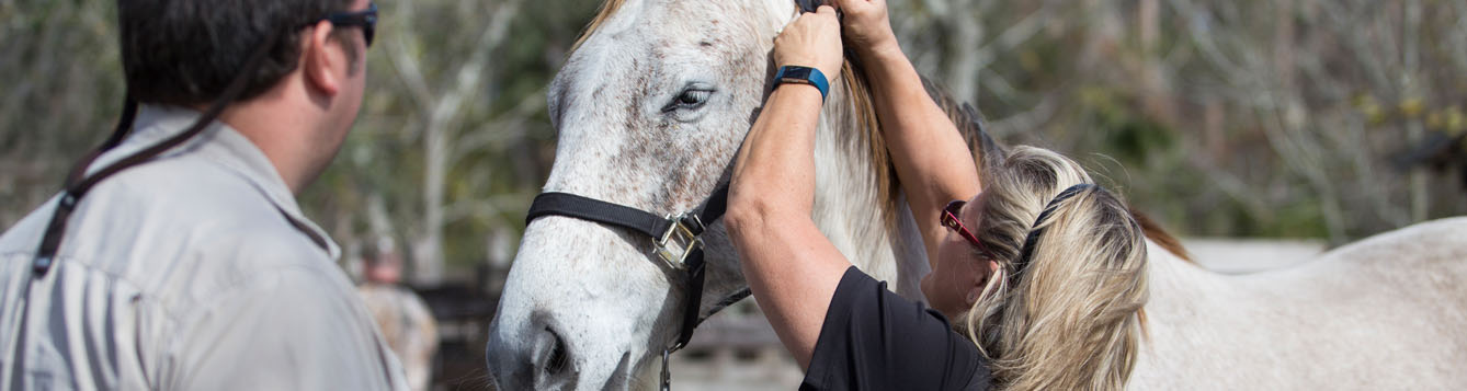 UF/IFAS Animal Sciences - Equine Program