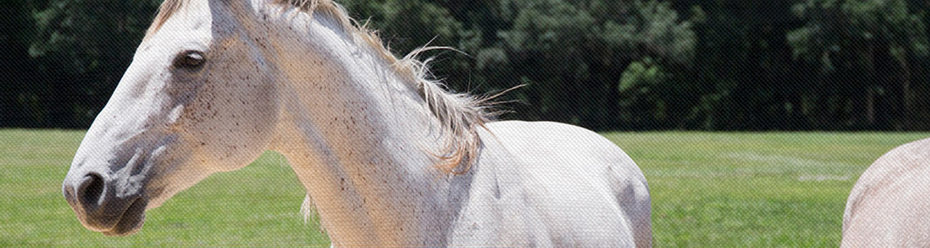 UF/IFAS Equine Highlights and News