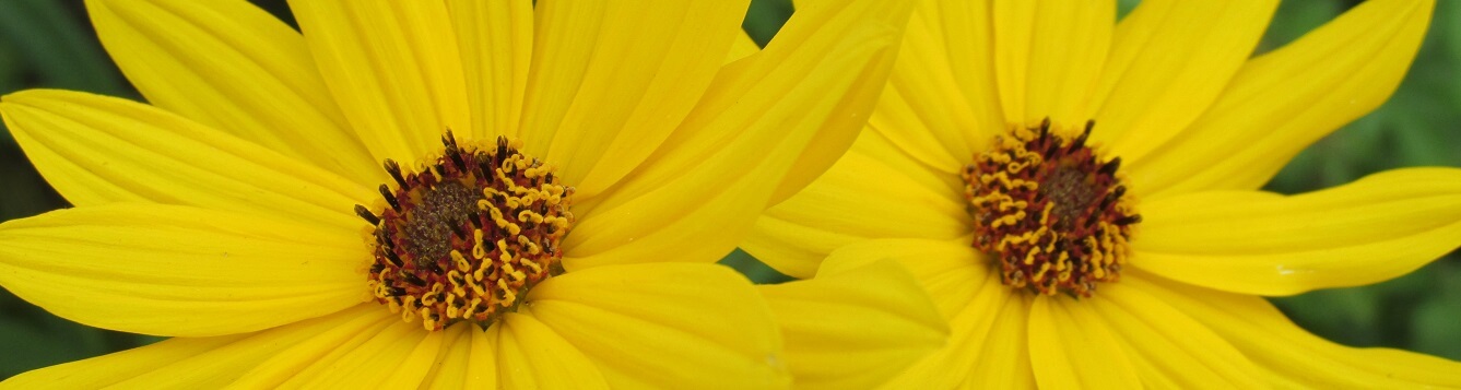 species-spotlight-swamp-sunflower