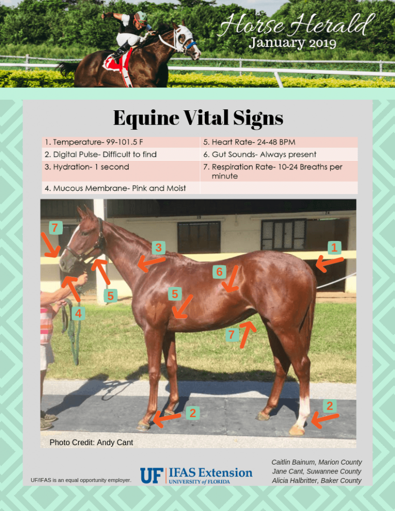 Horse Herald Vital Signs UF/IFAS Extension Baker County