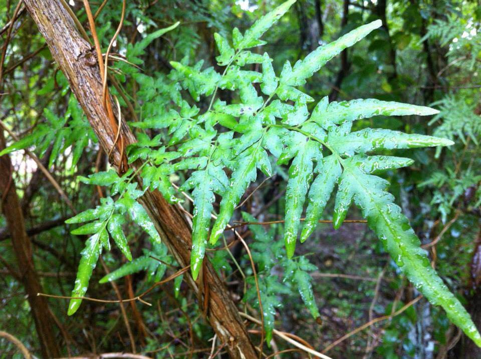 Japanese Climbing Fern Wild Weeds UF/IFAS Extension Baker County