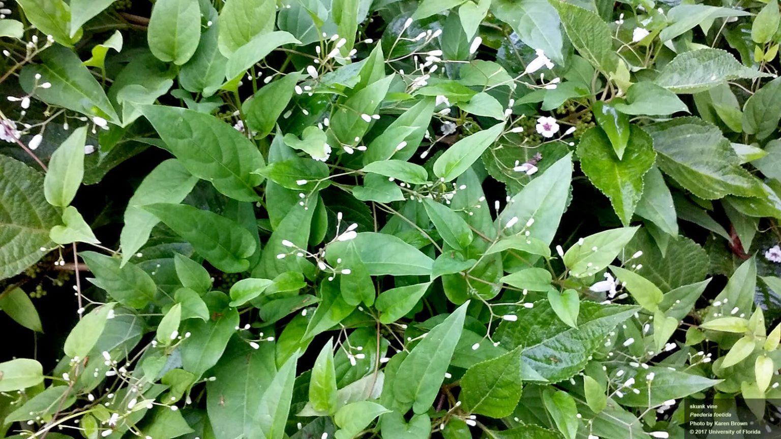 Skunk Vine Wild Weeds UF/IFAS Extension Baker County