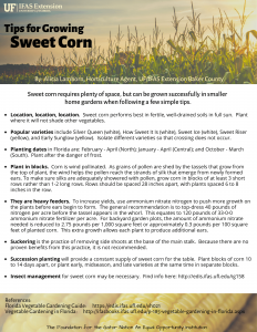 Tips for Growing Sweet Corn by Alicia Lamborn, Horticulture Agent UF/IFAS Extension Baker County Sweet corn requires plenty of space, but can be grown successfully in smaller home gardens when following a few simple tips. Location, location, location. Sweet corn performs best in fertile, well-drained soils in full sun. Plant where it will not shade other vegetables. Popular varieties include Silver Queen (white), How Sweet It Is (white), Sweet Ice (white), Sweet Riser (yellow), and Early Sunglow (yellow). Isolate different varieties so that crossing does not occur. Planting dates in Florida are: February - April (North); January - April (Central); and October - March (South). Plant after the danger of frost. Plant in blocks. Corn is wind pollinated. As grains of pollen are shed by the tassels that grow from the top of plant, the wind helps the pollen reach the strands of silk that emerge from newly formed ears. To make sure silks are adequately showered with pollen, grow corn in blocks of at least 3 short rows rather than 1-2 long rows. Rows should be spaced 28 inches apart, with plants spaced 6 to 8 inches in the row. They are heavy feeders. To increase yields, use ammonium nitrate nitrogen to push more growth on the plants before ears begin to form.  The general recommendation is to top-dress 40 pounds of nitrogen per acre before the tassel appears in the whorl.  This equates to 120 pounds of 33-0-0 ammonium nitrate fertilizer per acre.  For backyard garden plots, the amount of ammonium nitrate needed is reduced to 2.75 pounds per 1,000 square feet or approximately 0.3 pounds per 100 square feet of planted corn.  This extra growth allows each plant to produce additional ears. Suckering is the practice of removing side shoots at the base of the main stalk. Because there are no proven benefits from this practice, it is not recommended. Succession planting will provide a constant supply of sweet corn for the table. Plant blocks of corn 10 to 14 days apart, or plant early, midseason, and late varieties at the same time in separate blocks. Insect management for sweet corn may be necessary. Find info here: http://edis.ifas.ufl.edu/ig158 References: Florida Vegetable Gardening Guide: https://edis.ifas.ufl.edu/vh021 Vegetable Gardening in Florida: http://ifasbooks.ifas.ufl.edu/p-185-vegetable-gardening-in-florida.aspx