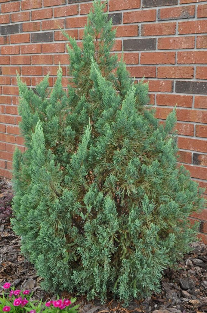 Blue Point Juniper UF/IFAS Extension Baker County