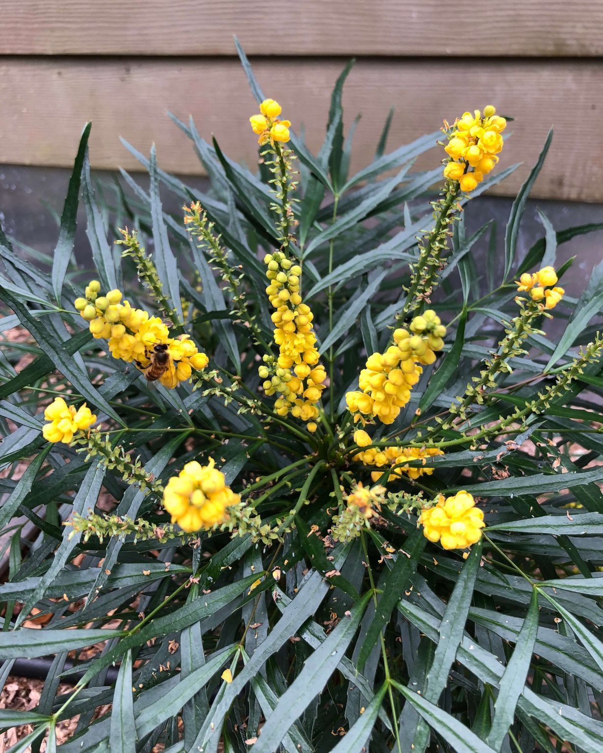 Mahonias shade tolerant shrubs with yearround interest UF/IFAS