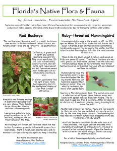 Florida’s Native Flora & Fauna Featuring some of Florida’s native flora (plant life) and fauna (animal life) so you can learn to recognize, appreciate, and protect native species. We’ll also aim to dispel myths and provide tips for managing conflicts with wildlife.  Red Buckeye   The red buckeye (Aesculus pavia) is a small, deciduous tree native to the southeastern United States, extending west Texas and as far north    as southern Illinois.    In Florida, it grows well in north and central locations, zones 8-9A. This tree’s small size (15-20 feet tall and wide), course texture, and versatile light requirement and soil tolerances means most landscapes can accommodate a red buckeye.   In winter, gardeners find the light brown, flaky bark appealing. But it’s the springtime display of color that is most attractive.    Beautiful red flowers emerge in clusters on panicles that are very showy. Their tubular shape also makes them attractive to hummingbirds.    Leaves are palmately compound (usually made up of 5 leaflets), adding to the attractiveness of the tree.   Red buckeye will flower well in dense shade but has better form when grown in full sun with some afternoon shade.  Plant in moist, well-drained soil, and remember to irrigate during dry spells to keep it healthy.    For more information, see: Aesculus pavia, Red Buckeye https://edis.ifas.ufl.edu/st064  Ruby-throated Hummingbird   Hummingbirds live only in the Americas. Of the 338 species known, 16 are found in the United States and 3 occur in Florida. Black-chinned and rufous hummingbirds can be seen in Florida during the winter, but the ruby-throated hummingbird is by far the most common in the state.    These birds are small—about 3 inches—and weigh as little as a penny (¼ ounce). Their back feathers are metallic green, but their name derives from the ruby red throat plumage found on mature males. The throat feathers contain air bubbles that give off an iridescent red tone in full light.    Hummingbirds have the fascinating ability to perform helicopter-like flying stunts. Not only can hummers suspend their bodies in midair, but they can also fly backward, upward, even upside down.     Nesting in Florida begins in April. The walnut-size nest is constructed with plant down, lichens, moss, and bound with spider webs or fine plant fibers. The female lays 2 eggs less than ½ inch long. After 20 days of incubation and 4 weeks of growing, young hummingbirds leave the nest.    Adults feed primarily on nectar. Young are fed insects by their parents but are switched to a mostly nectar diet by the time they leave the nest. One hummingbird may need nectar from hundreds of blossoms every day to maintain its body weight.    Artificial feeders should not be the sole source of food provided. The sugar solution provides little  nourishment and must be changed every 3-5 days to prevent lethal bacterial growth. Clean the feeders  with hot water and white vinegar. Do not use soap or chlorine bleach.   For a list of hummingbird plants, see link below! Adapted and excerpted from: Hummingbirds of Florida https://edis.ifas.ufl.edu/uw059