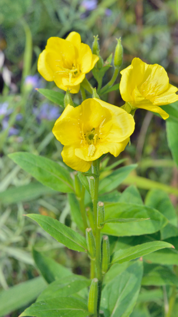 yellow flowers and green foliage