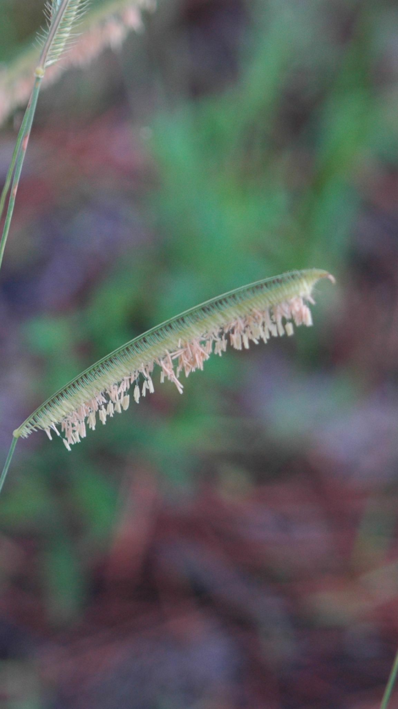 Seeds of the Florida Toothachegrass