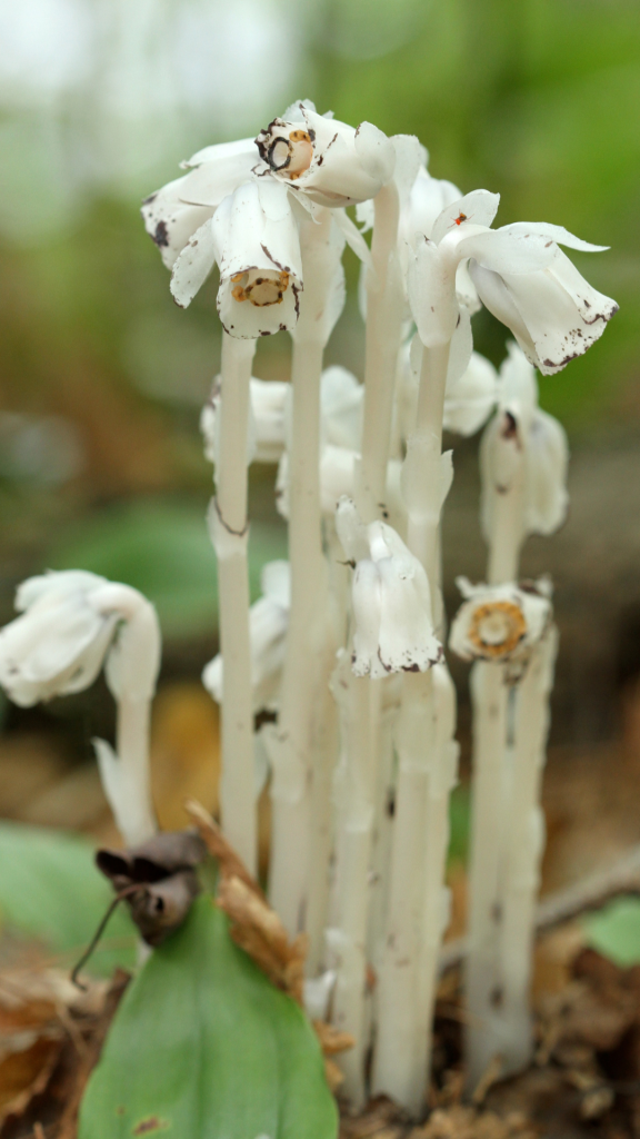 white fungus like plant