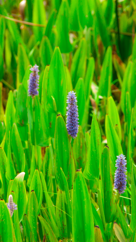 purple spike flowers among green erect leaves