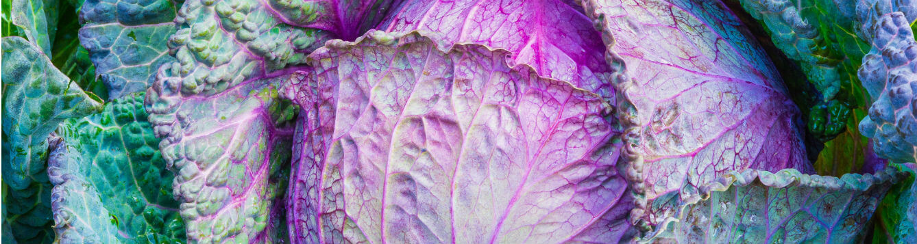 green and purple cabbage head