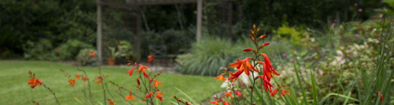 orange flowers in landscape