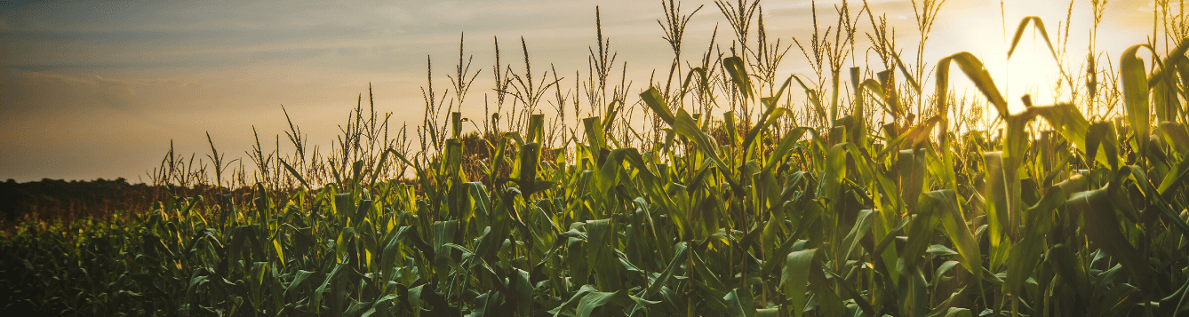 A corn field