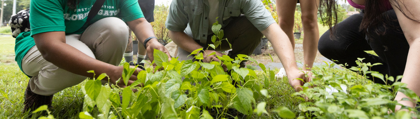Group of people squatting down and pulling plants from a plant tray.