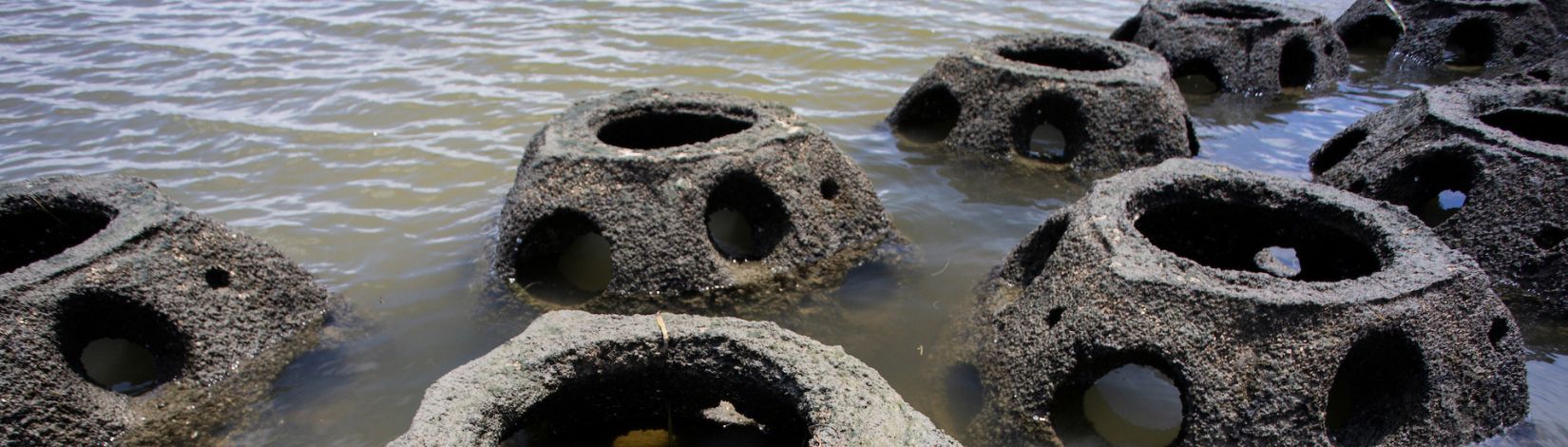 Reef balls as part of a living shoreline restoration project.