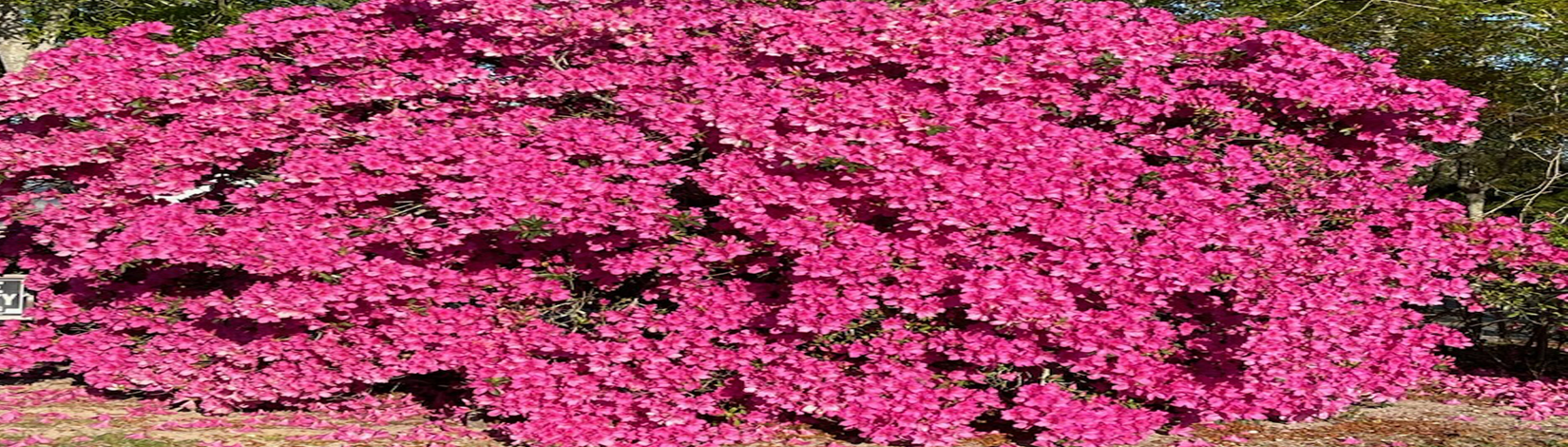 Azales Flowers Spring 2024