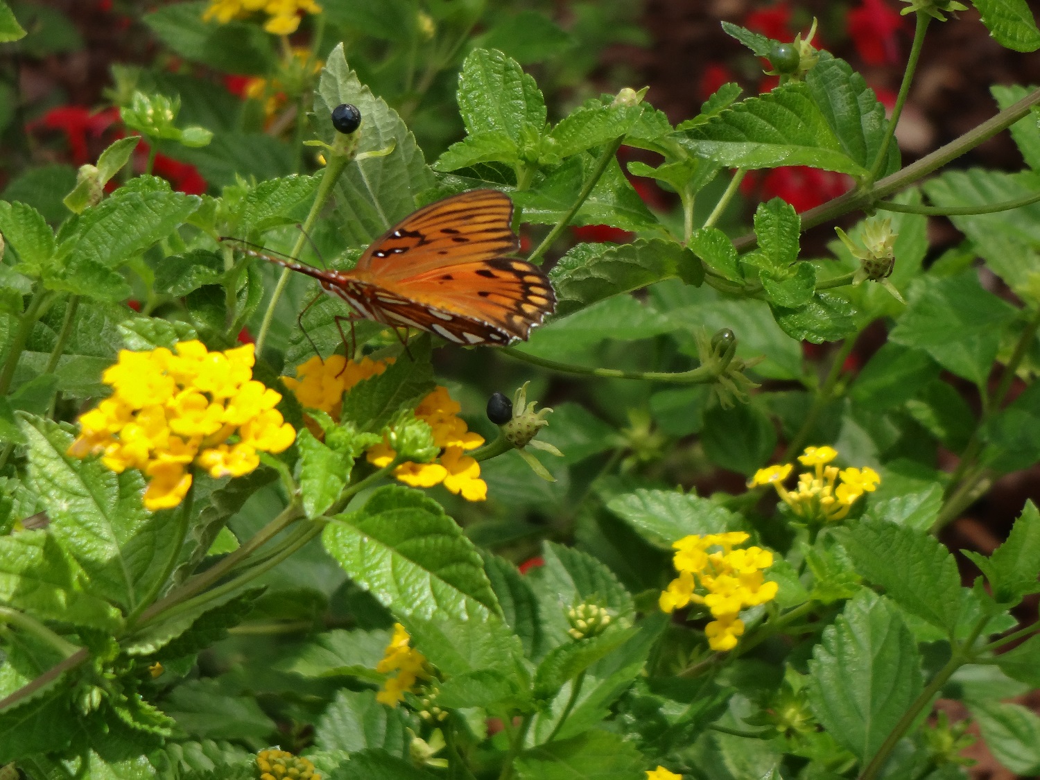 Butterfly Garden UF/IFAS Extension Bradford County