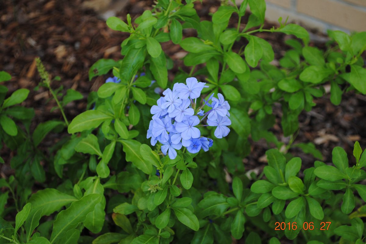 Butterfly Garden UF/IFAS Extension Bradford County
