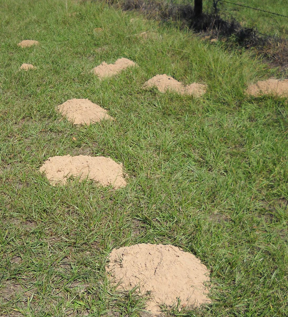 Pocket Gophers UF/IFAS Extension Bradford County