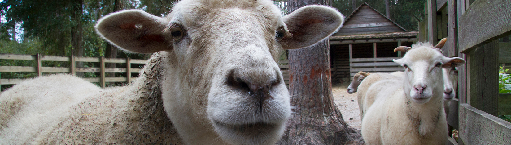 Enhancing Small Ruminant Production through Cool-Season Forage Integration