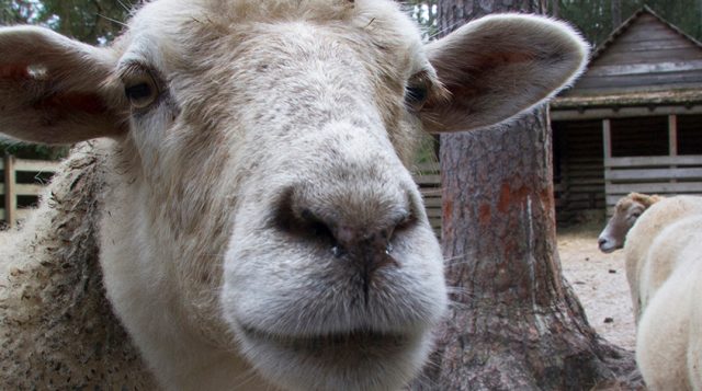 Enhancing Small Ruminant Production through Cool-Season Forage Integration