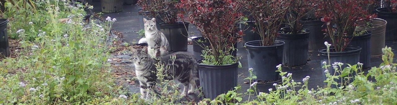 Two grey tabby feral cats slip through some potted plants at an ornamental nursery