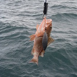 NOAA Fisheries Reminds Reef Fish Fishermen of DESCEND Act Requirements and  Announces a Final Rule to Clarify Descending Device and Venting Tool  Definitions for Reef Fish Fishing
