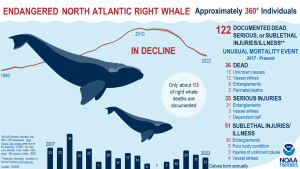 Infographic describing the declining numbers of north atlantic right whales due to injuries from fishing gear entanglements and vessel strikes