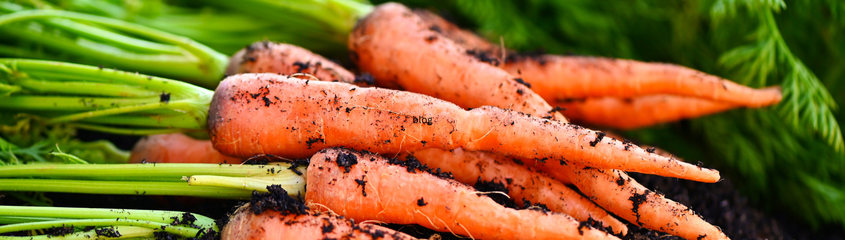 Carrots pulled right from the ground