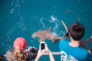 A student taking a photo of a nurse shark with her phone.