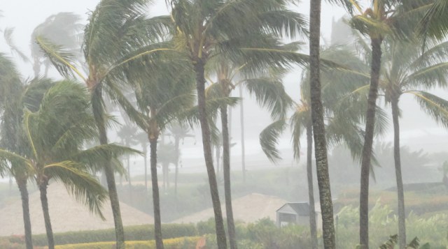 Palm trees in a storm