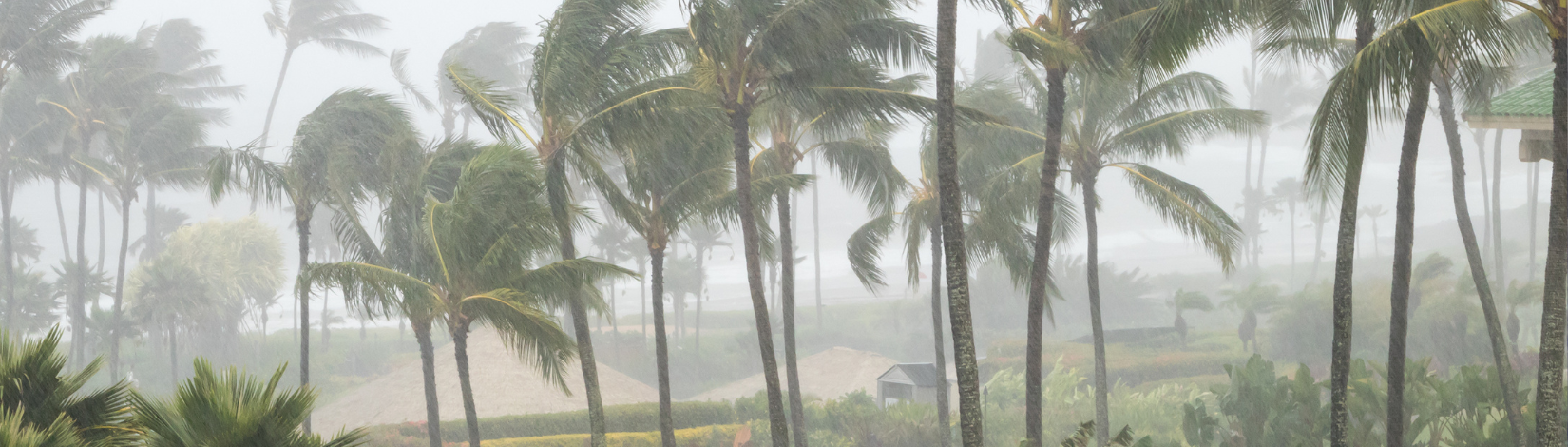 Palm trees in a storm