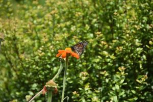 Monarch butterfly on a flower