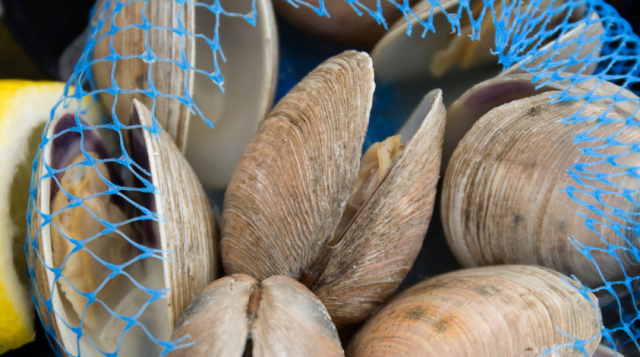 Clams laid out on a table