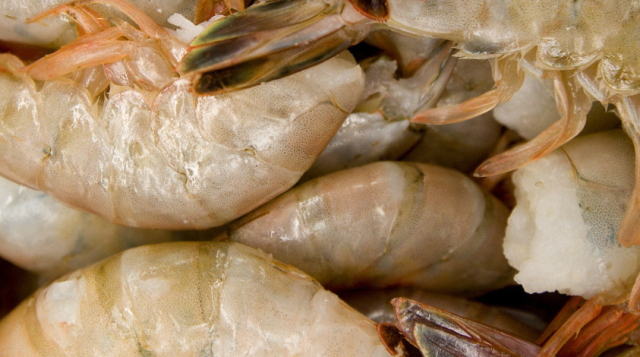 Shrimpin’ in the Sunshine State: Florida’s Shrimp Species, Seasons, and Fun Facts